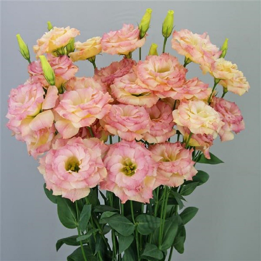 Lisianthus Seeds Megalo Deep Orange 25 Pelleted Seeds Cut Flower Seeds