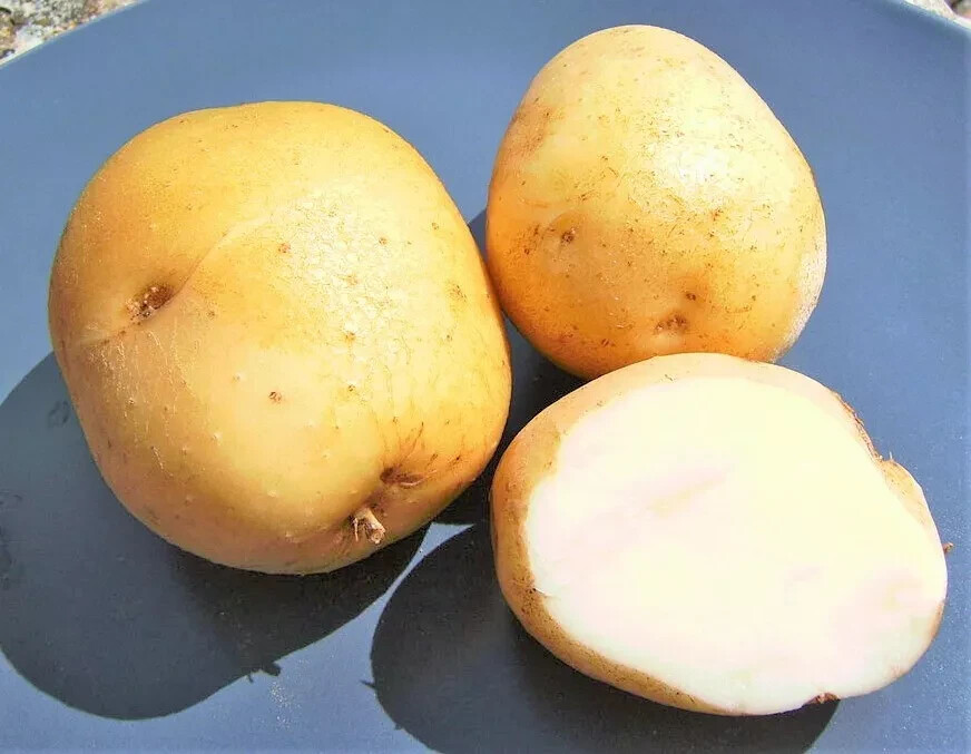 POTATO Tubers MEDIUM Seed Potatoes Kennebec For Planting White