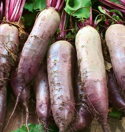 BEET SEEDS 100+ CYLINDRA survival GARDEN healthy SWEET VEGETABLES FREE SHIPPING