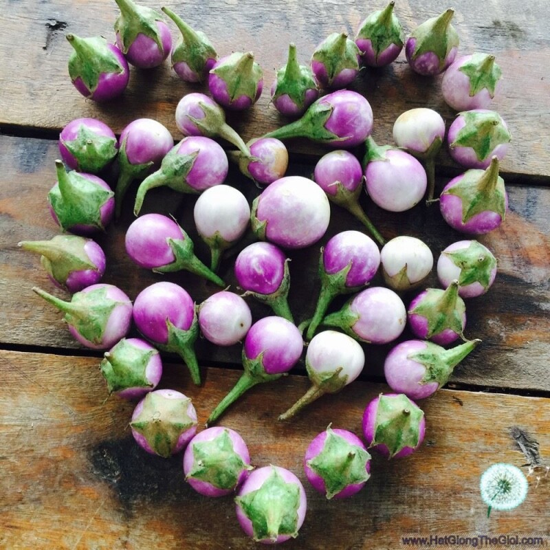 200+ THAI PURPLE EGGPLANT SEEDS- HẠT CÀ PHÁO TÍM – STAMP SHIPPING