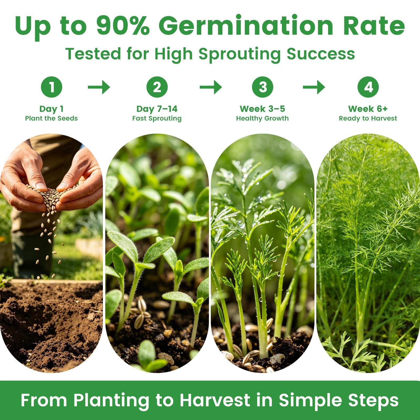 35 Medicinal & Tea Herb Seeds Variety Pack – 16,400+ Non-GMO Heirloom Seeds for