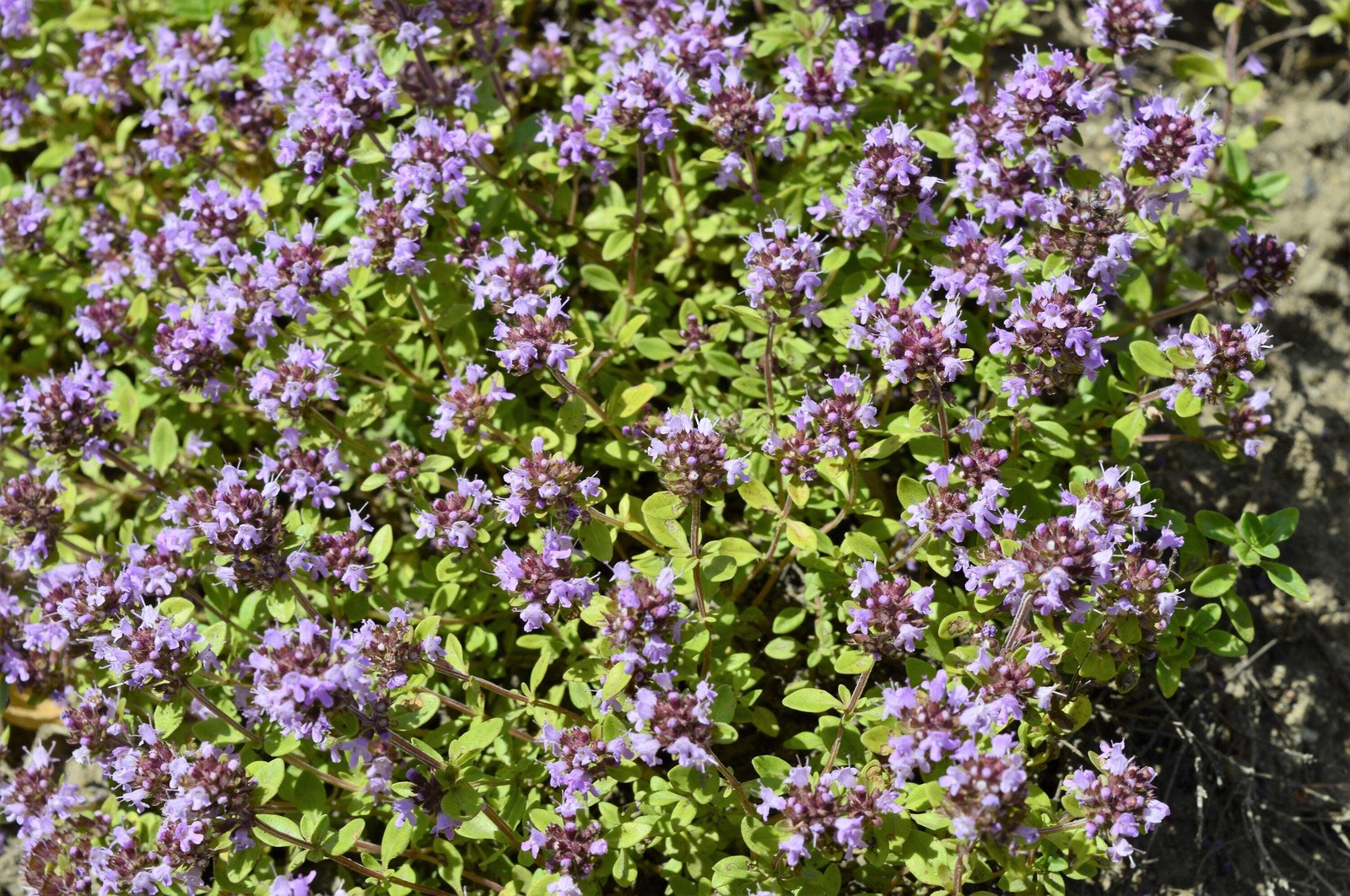 10,000 BULK LEMON THYME Thymus Pulegioides Herb Purple Flower Fragrant Evergreen