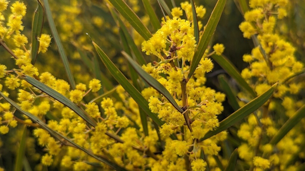 Acacia hemiteles Seeds – “Tan Wattle”