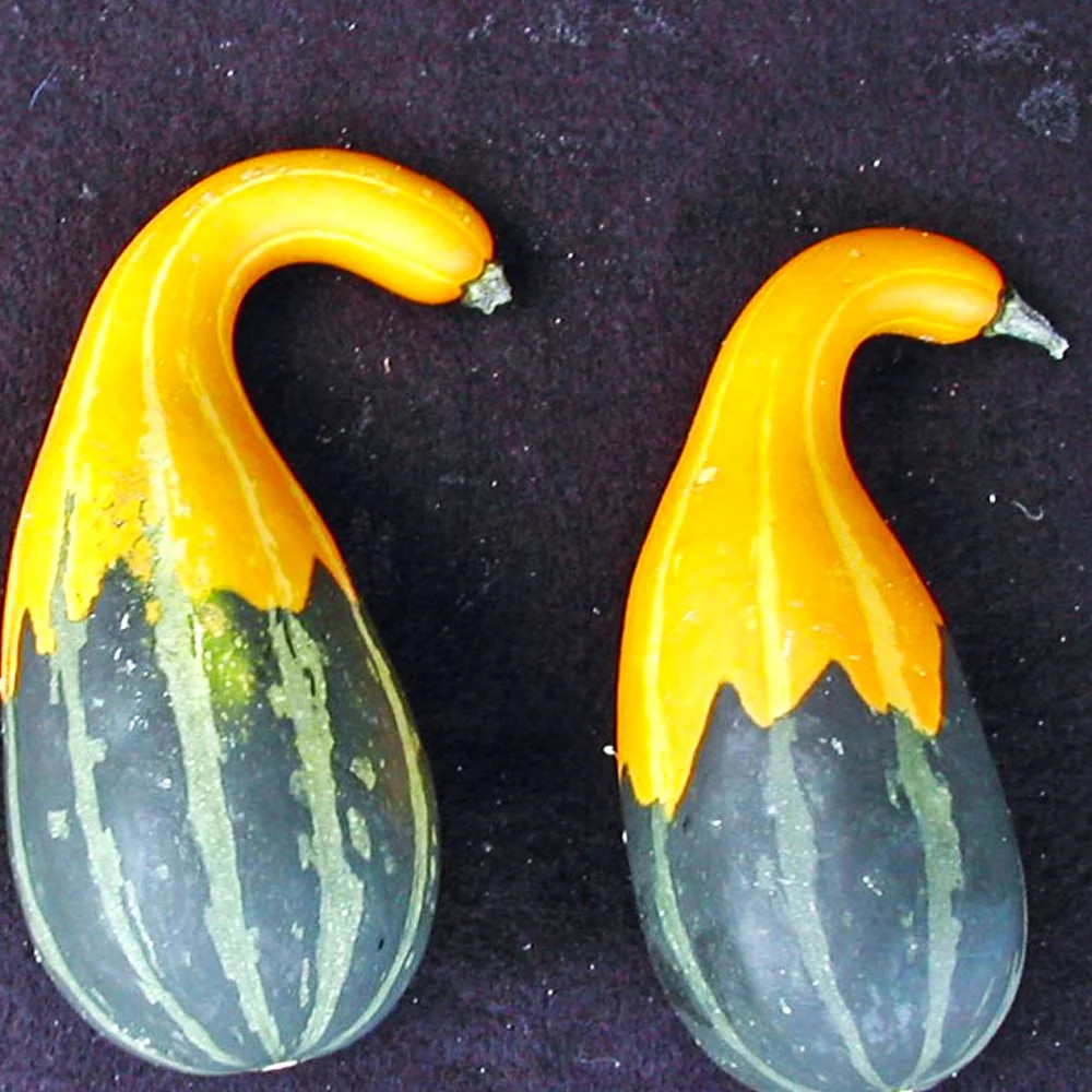 Small Spoon Ornamental Gourd Seeds – For 2025 Planting Bicolor Yellow Green