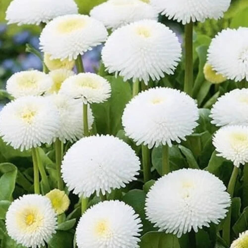 175 SEEDS -Daisy ENGLISH bellis enorma WHITE – GroCo- BUY ANY 15 – SHIPS FREE