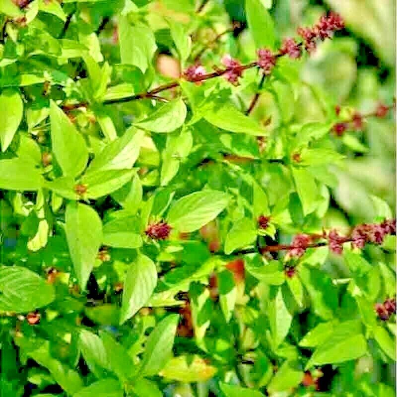600+ CINNAMON BASIL SEEDS SPRING HERB PERENNIAL HEIRLOOM INSECT BUG REPELLENT US