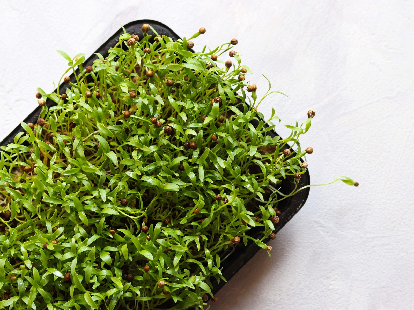 250 LEISURE CILANTRO / CORIANDER Coriandrum Sativum Herb Vegetable Seeds *CombSH
