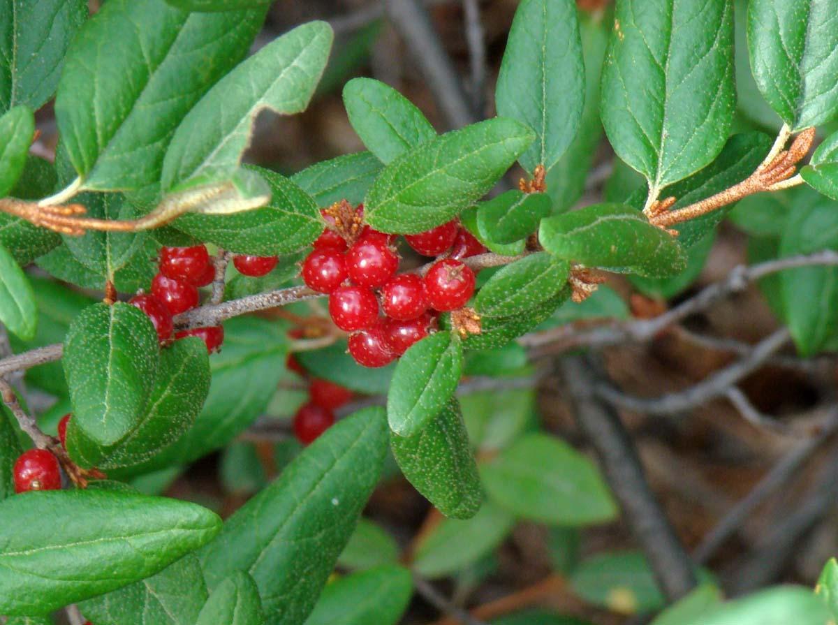 Russet Buffaloberry, Shepherdia canadensis, Shrub Seeds