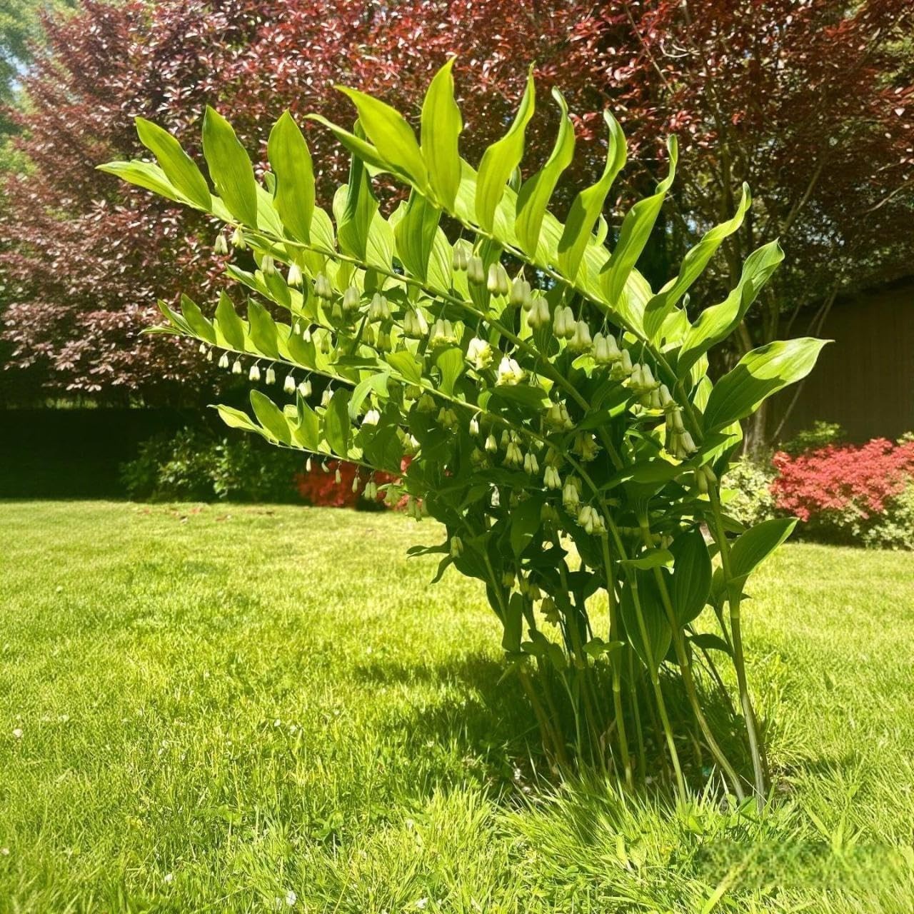 18 Solomon’s Seal Seeds, Polygonatum Perennial Flower Seeds for Shade Garden, El