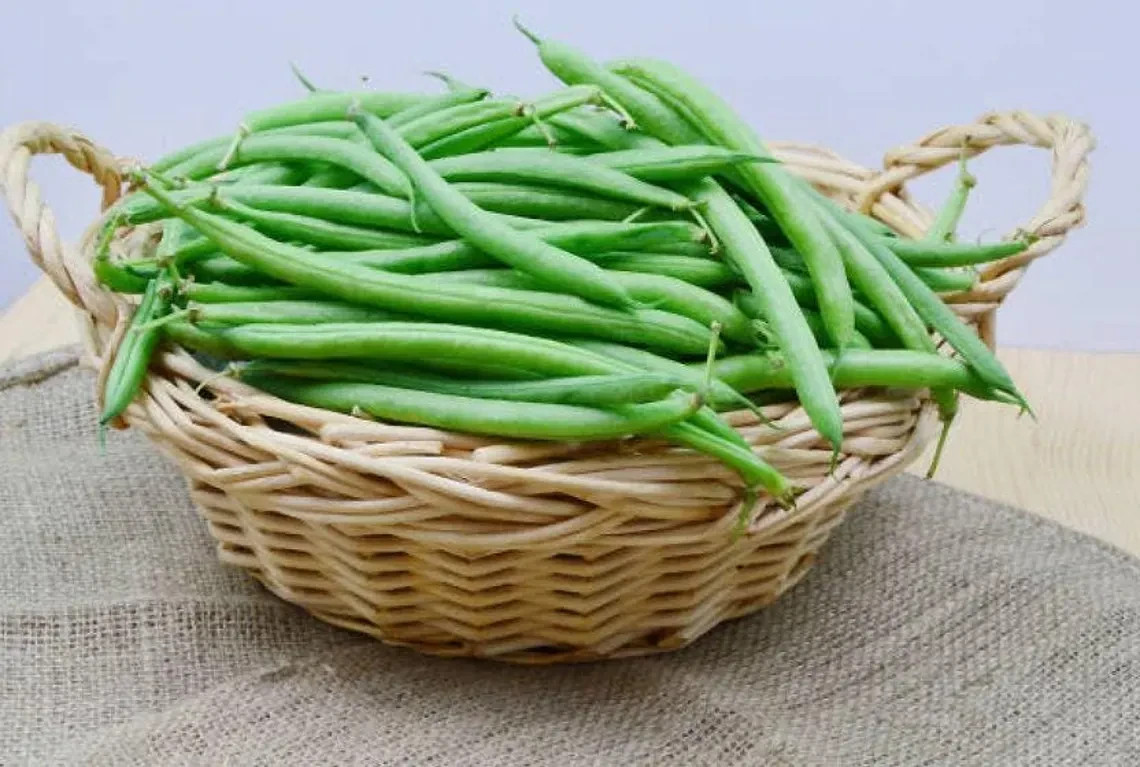 KENTUCKY WONDER BUSH Bean Seeds, Heirloom Seeds – NON GMO, A kitchen favorite.