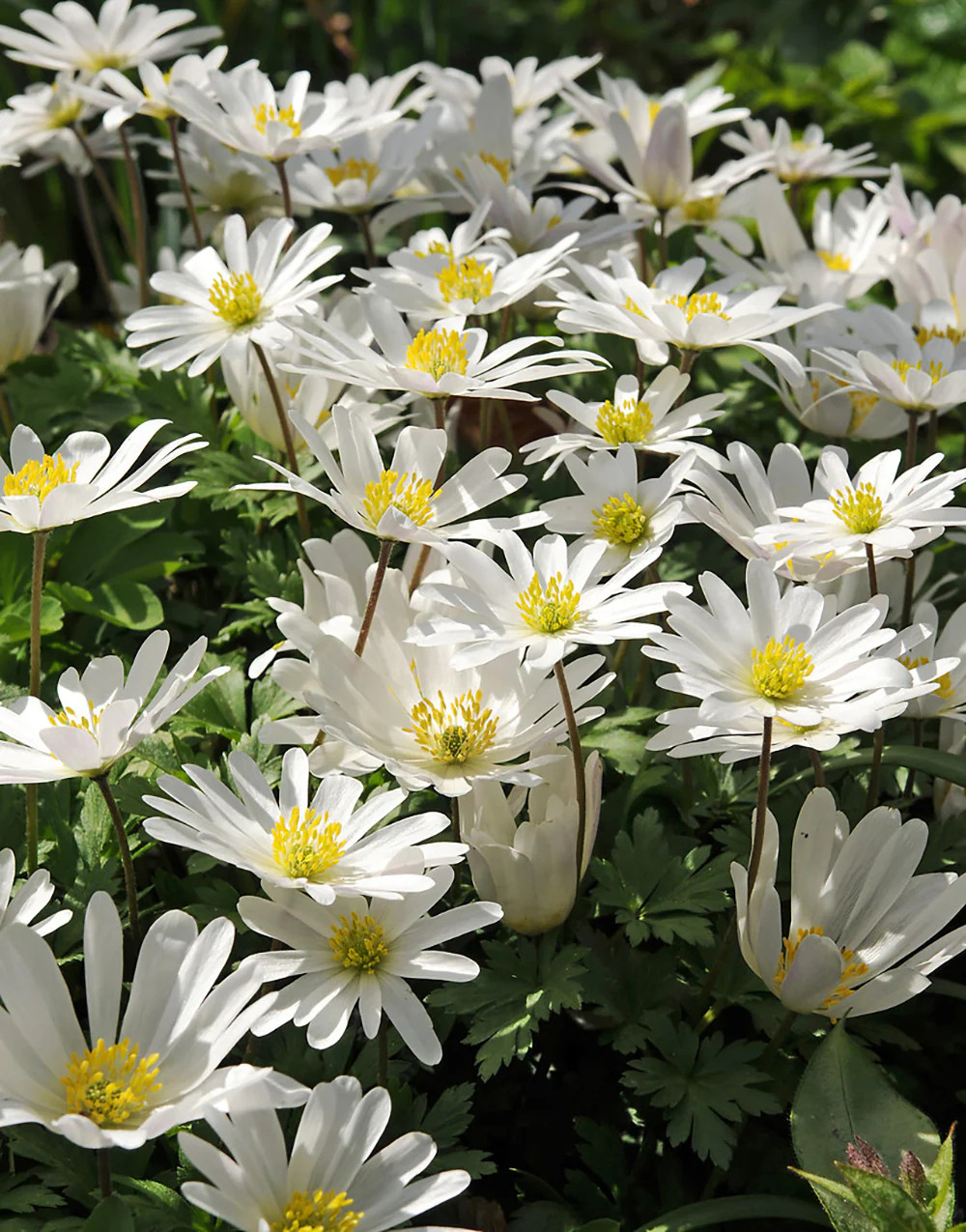 White Splendor Anemone blanda – 25 bulbs