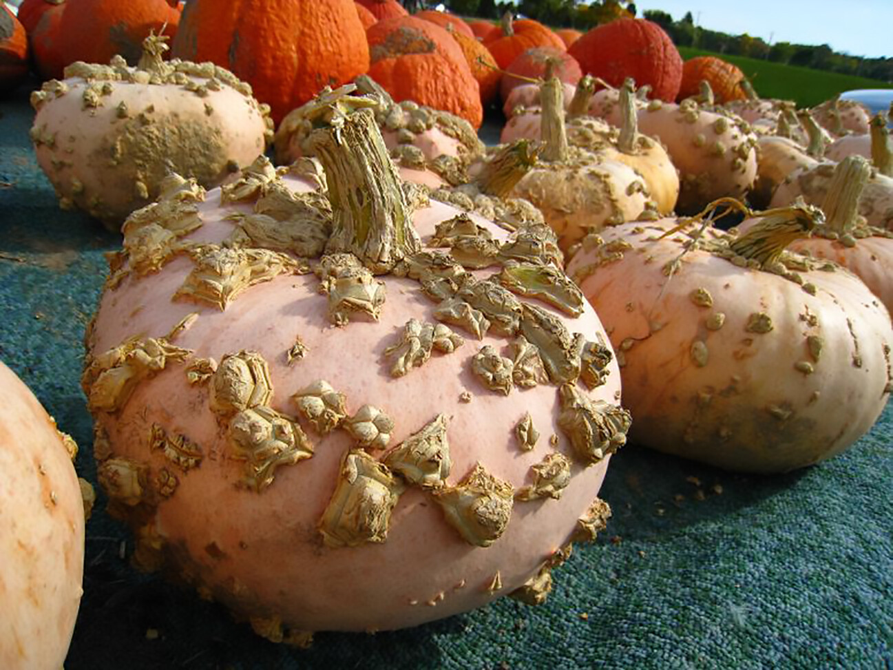 Peanut Pumpkin, D’ Eysines Squash, (Cucurbita maxima), Seeds