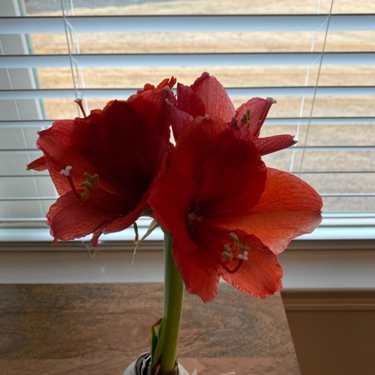 White Waxed Amaryllis Bulb with Stand, No Water Needed, Blooms 4-8 Weeks