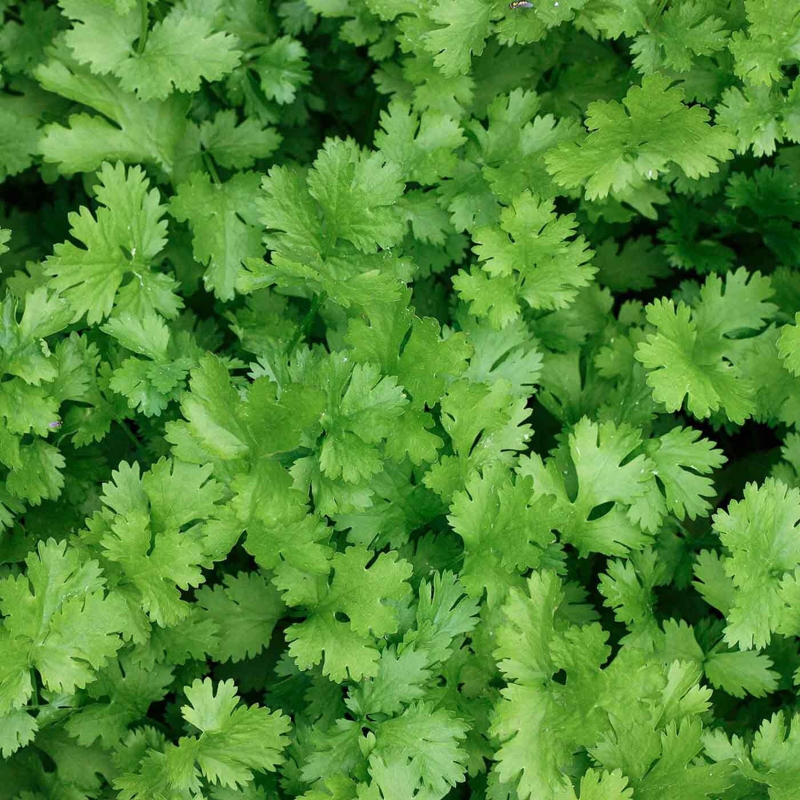 Slow Bolting Leisure Cilantro Seeds ,Mexican Coriander Culantro Parsley – 100+