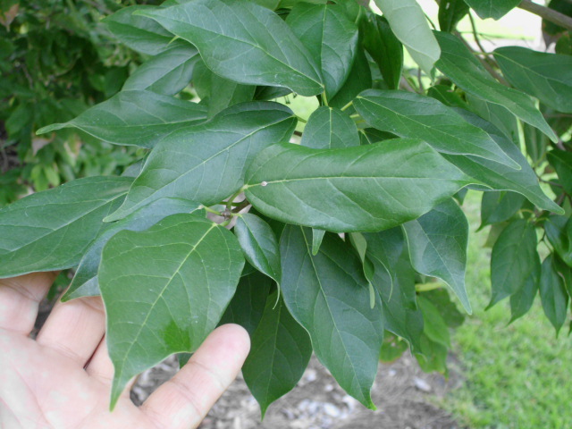 20 CHINESE EVERGREEN MAPLE SEEDS – Acer coriaceifolium
