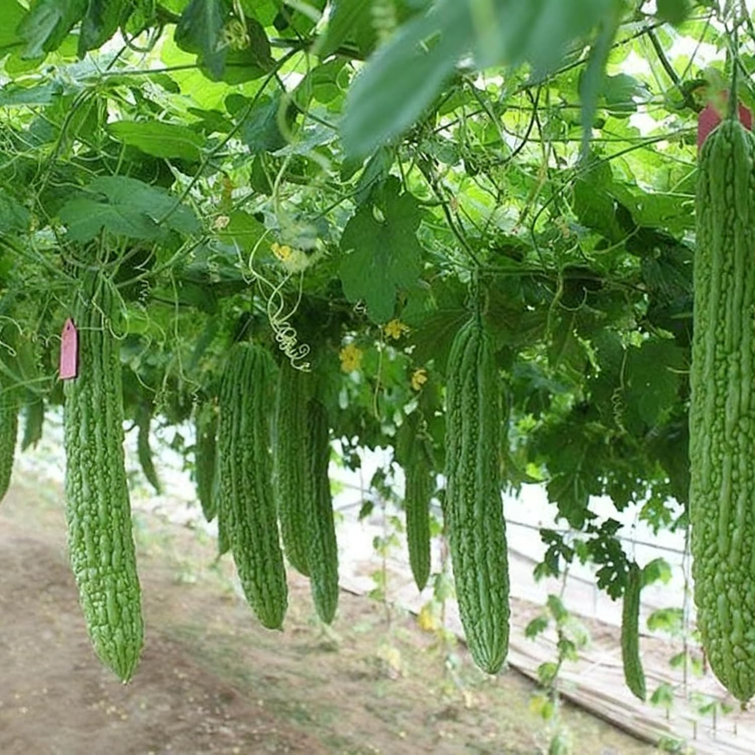 30 Bitter Melon Seeds for Planting, Annual Momordica Seed, Non-Gmo Vegetable Bit