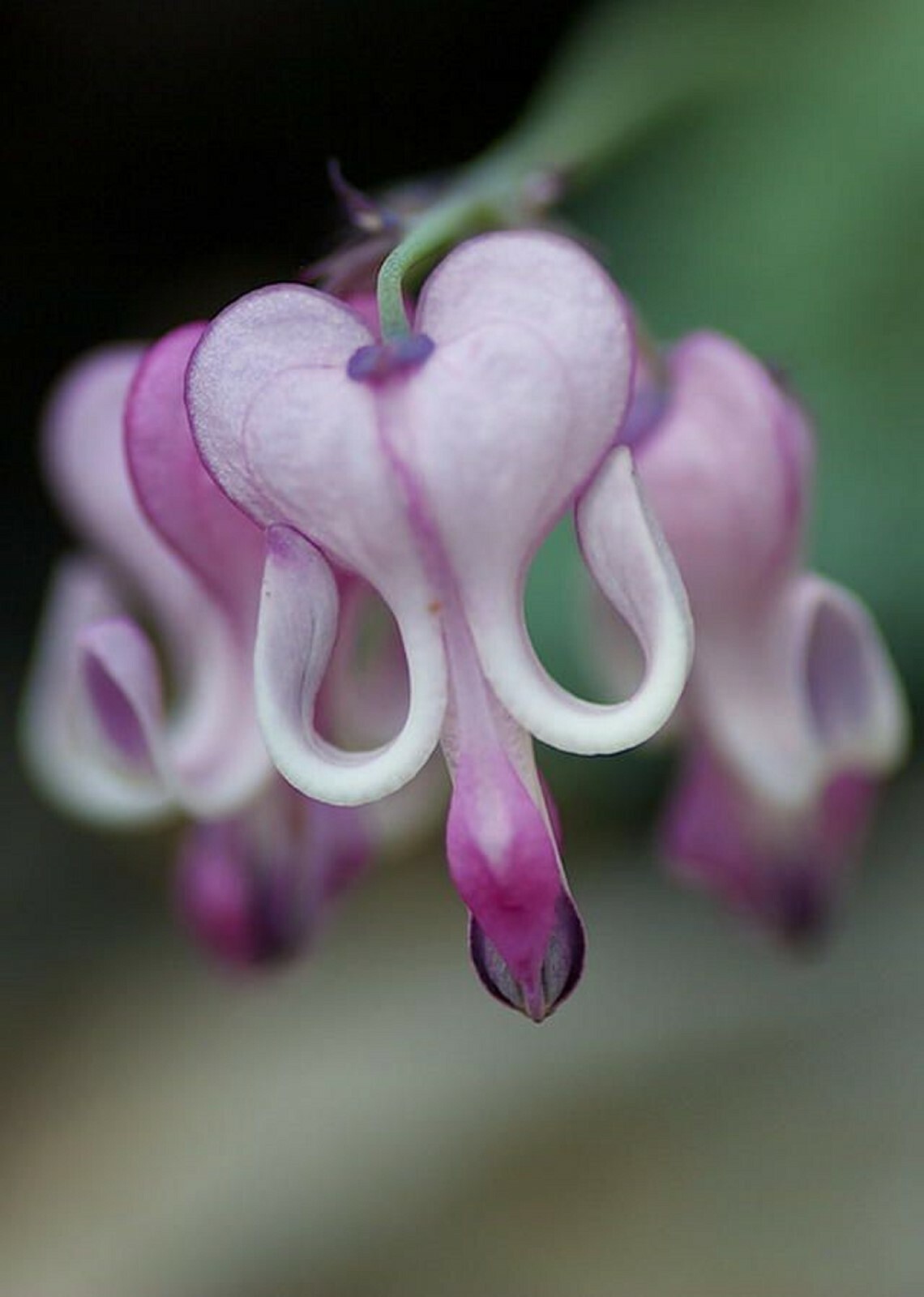 25 Purple White Bleeding Heart Seeds Flowers Seed Perennial Flower 308 US SELLER