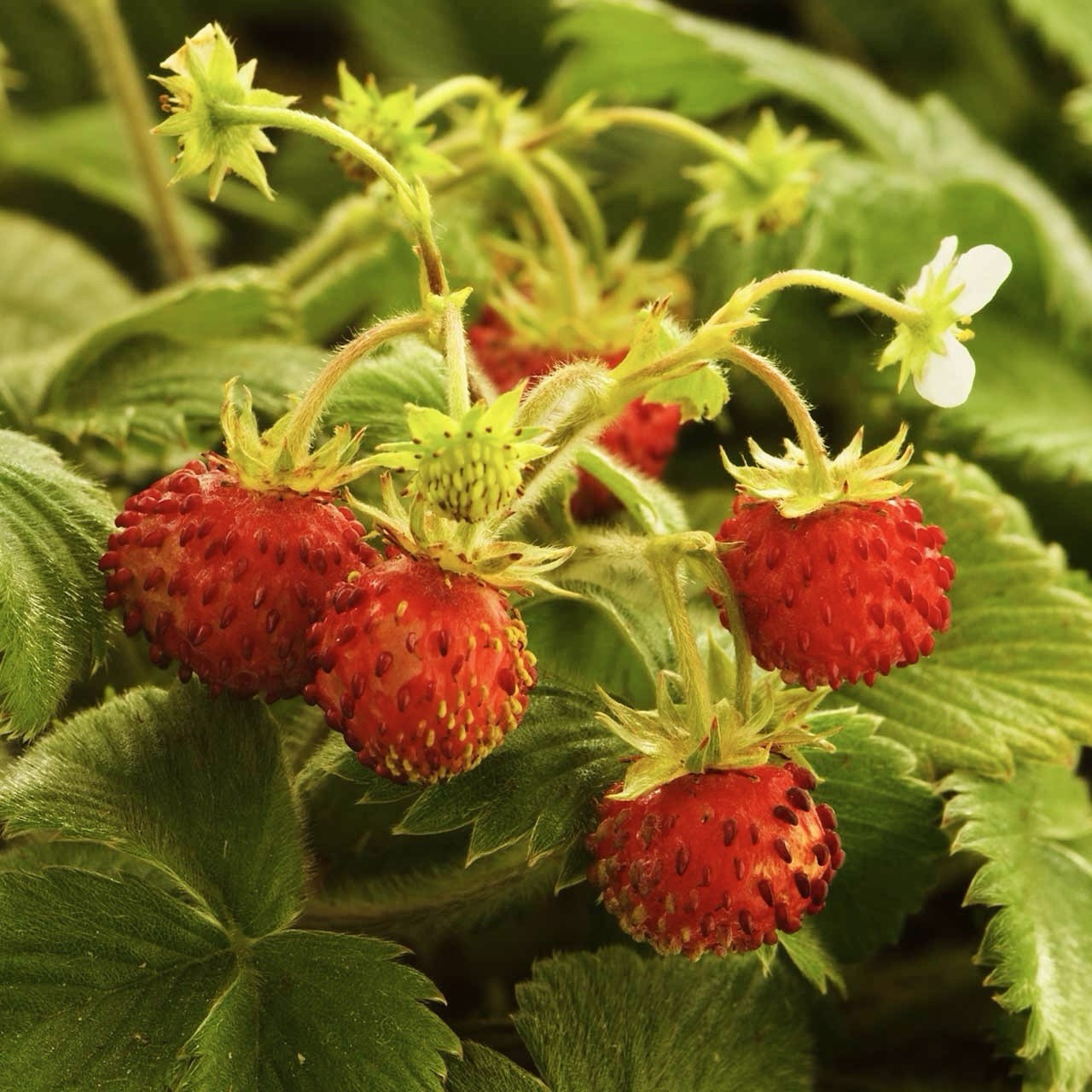 200 Wild Strawberry Seeds (Fragaria Vesca) -Ground cover, USA Seller