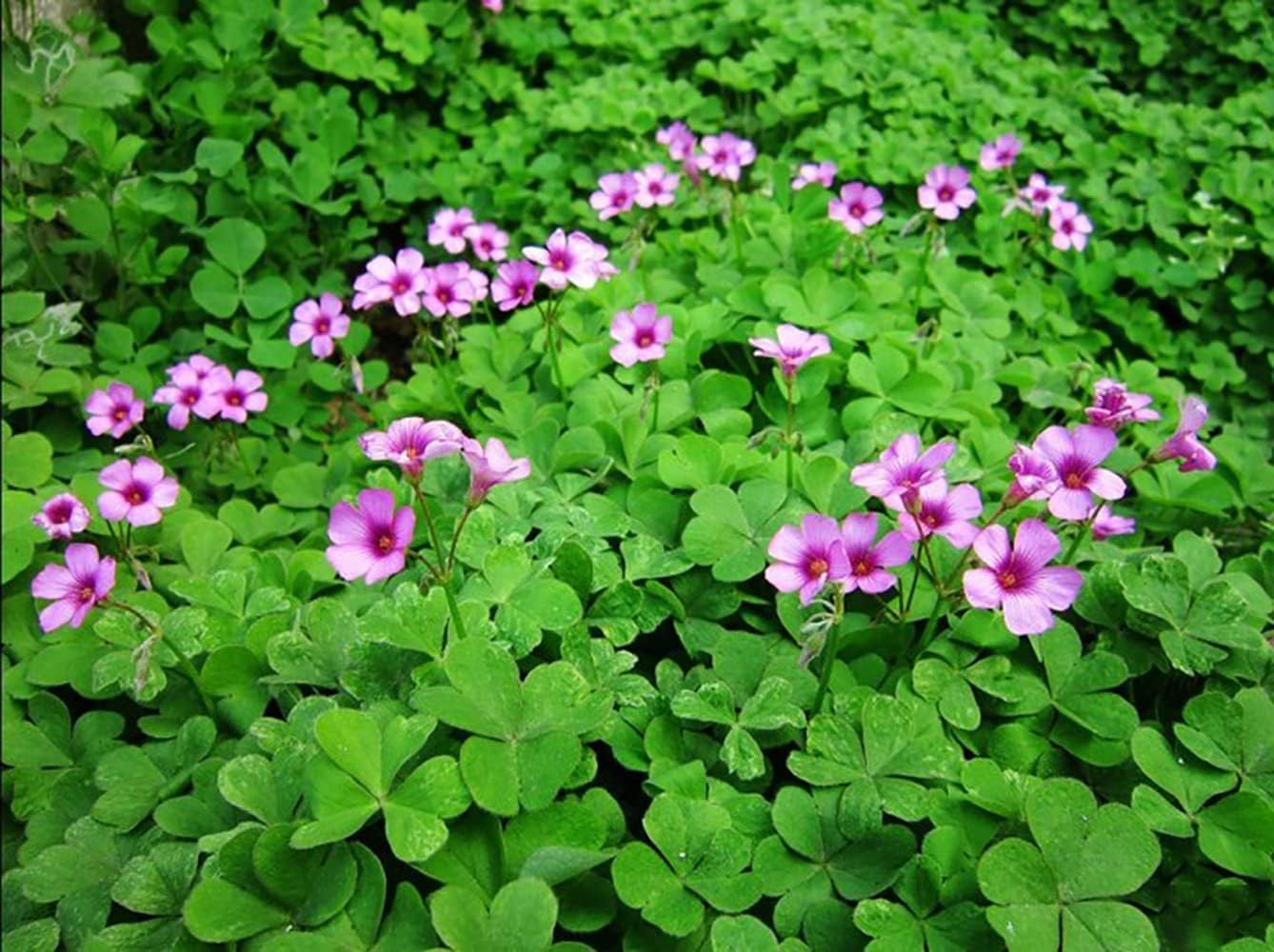 Green Shamrock Bulbs 15 Luck Oxalis Bulbs to Plant, Easy to Grow Indoors outside