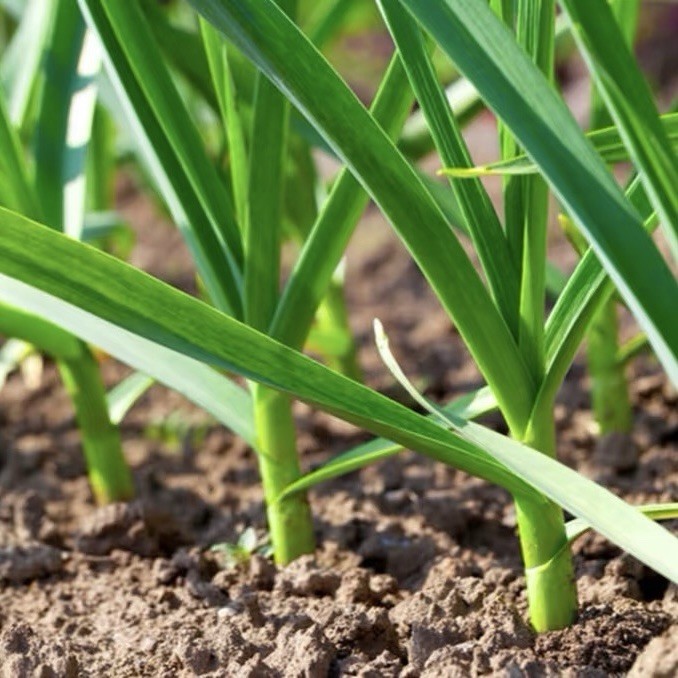 California Softneck Garlic, 6 Bulbs. Great for Fall or Spring Planting