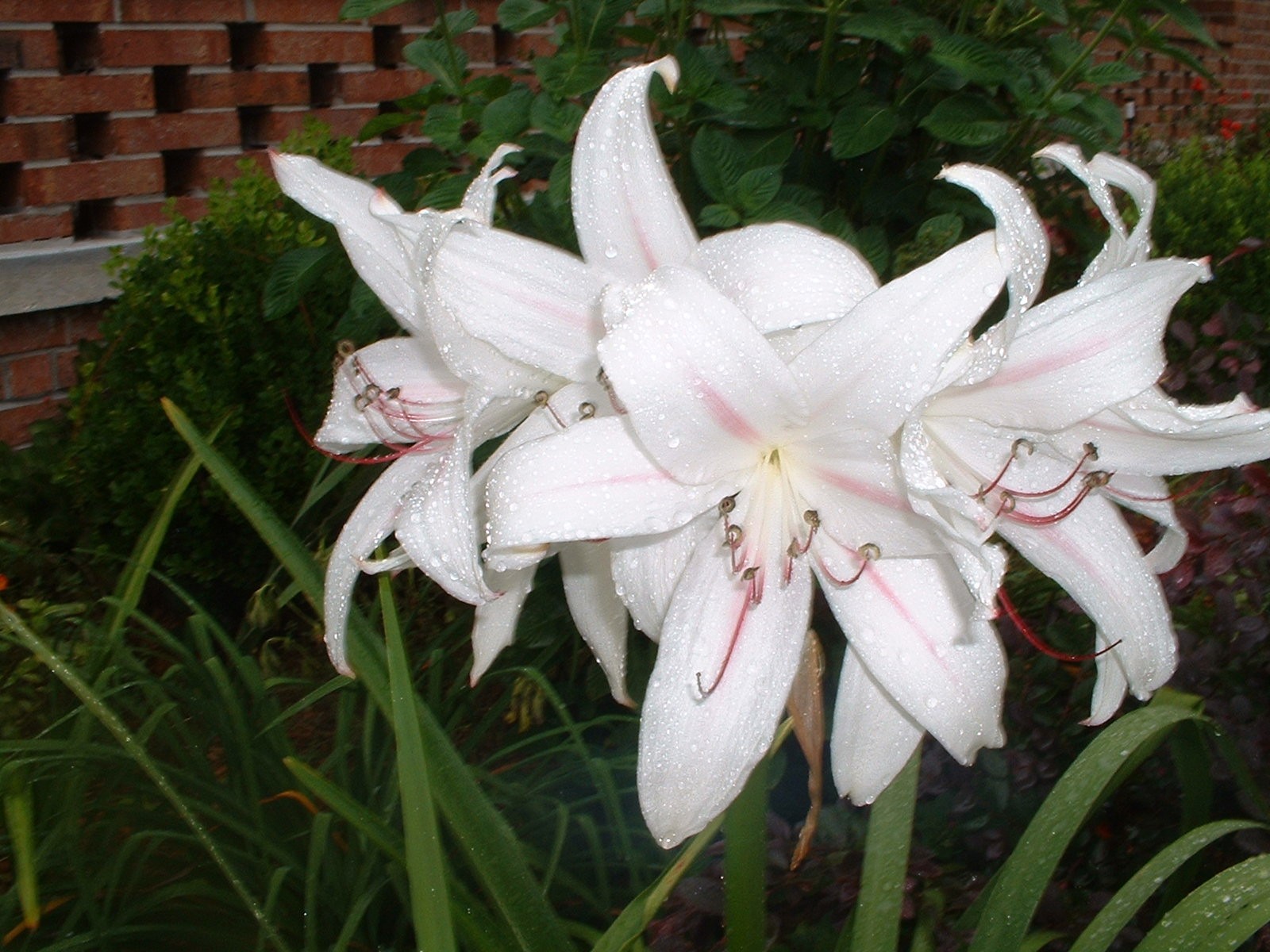 Crinum Lily, digweedii ‘Gonzalez’, medium-size bulb – NEW very tall