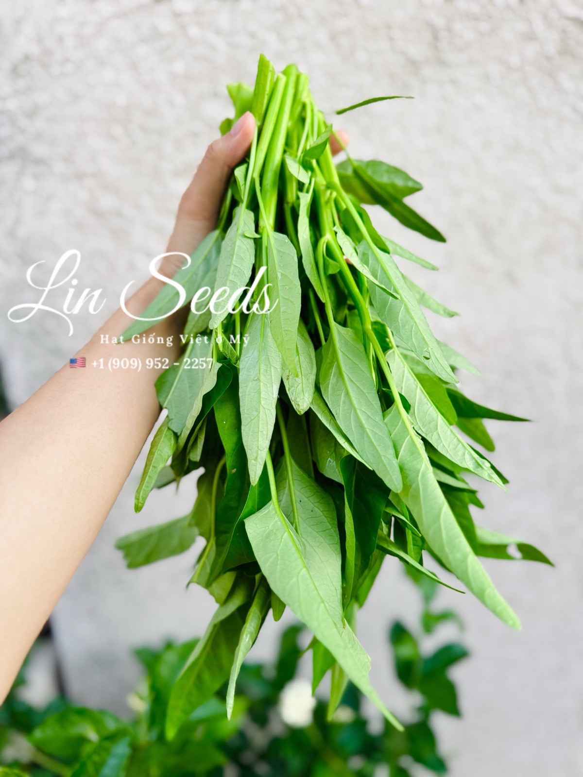 1KG Thai Water Spinach Seeds-Rau Muong Sieu Dot Thai, Kangkong Ongchoy-US Seller
