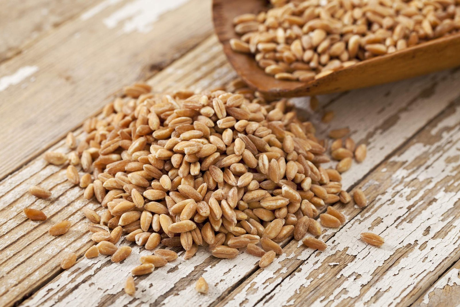 Non-GMO Fodder Seeds for Chickens (3 pounds), Pasture Grass Seed, Wheat Grass…