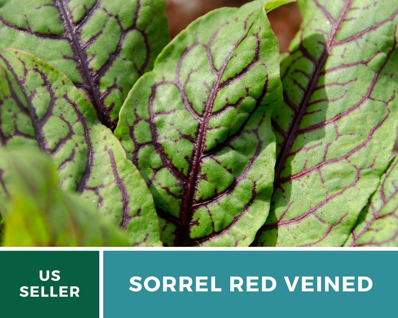 Sorrel, Red Veined – Heirloom Seeds – Culinary Salad Green (Rumex sanguineus)
