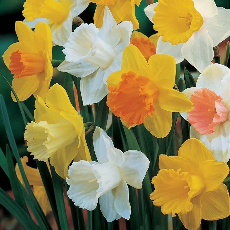 Yellow or White Trumpet Daffodil Bulbs | Ready to Grow | Deer Resistant
