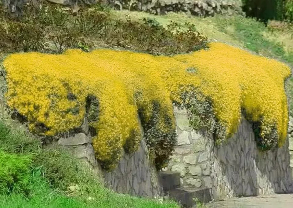 2000+ Yellow Creeping Thyme Seeds For Planting Thymus Serpyllum – Heirloom Cover
