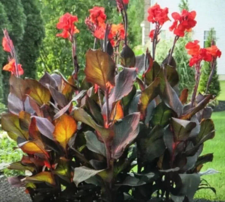 Rare Canna Lily Rhizome (2) Russian Red Musifolia ~ Red/Orange Flower
