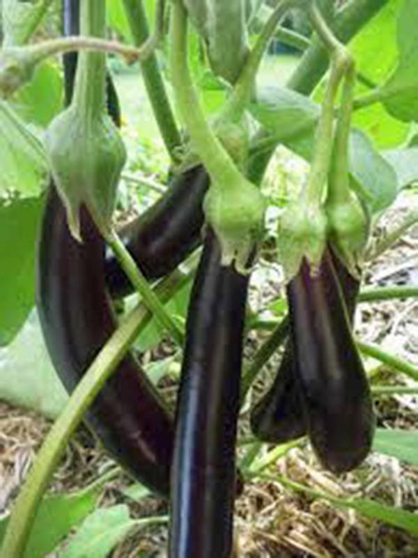 EGGPLANT SEED, LONG PURPLE, HEIRLOOM, NON GMO,50+SEEDS, GARDEN SEED
