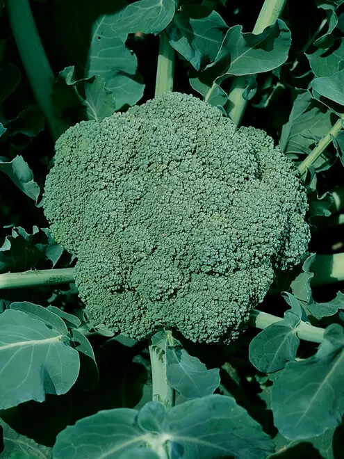 250+ seeds, Broccoli Seeds – Waltham 29, heirloom, open pollinated, Non-GMO