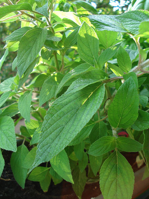 mint, PEPPER, PEPPERMINT, herb, Perennial – 375 seeds! GroCo