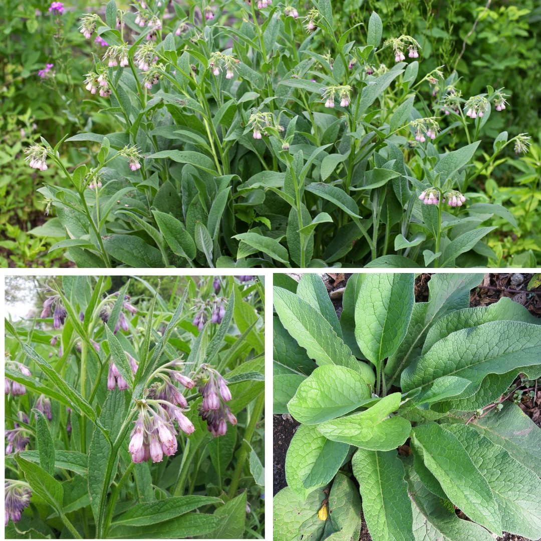 True Comfrey 50 Seeds (Symphytum Officinale) Non GMO, Heirloom
