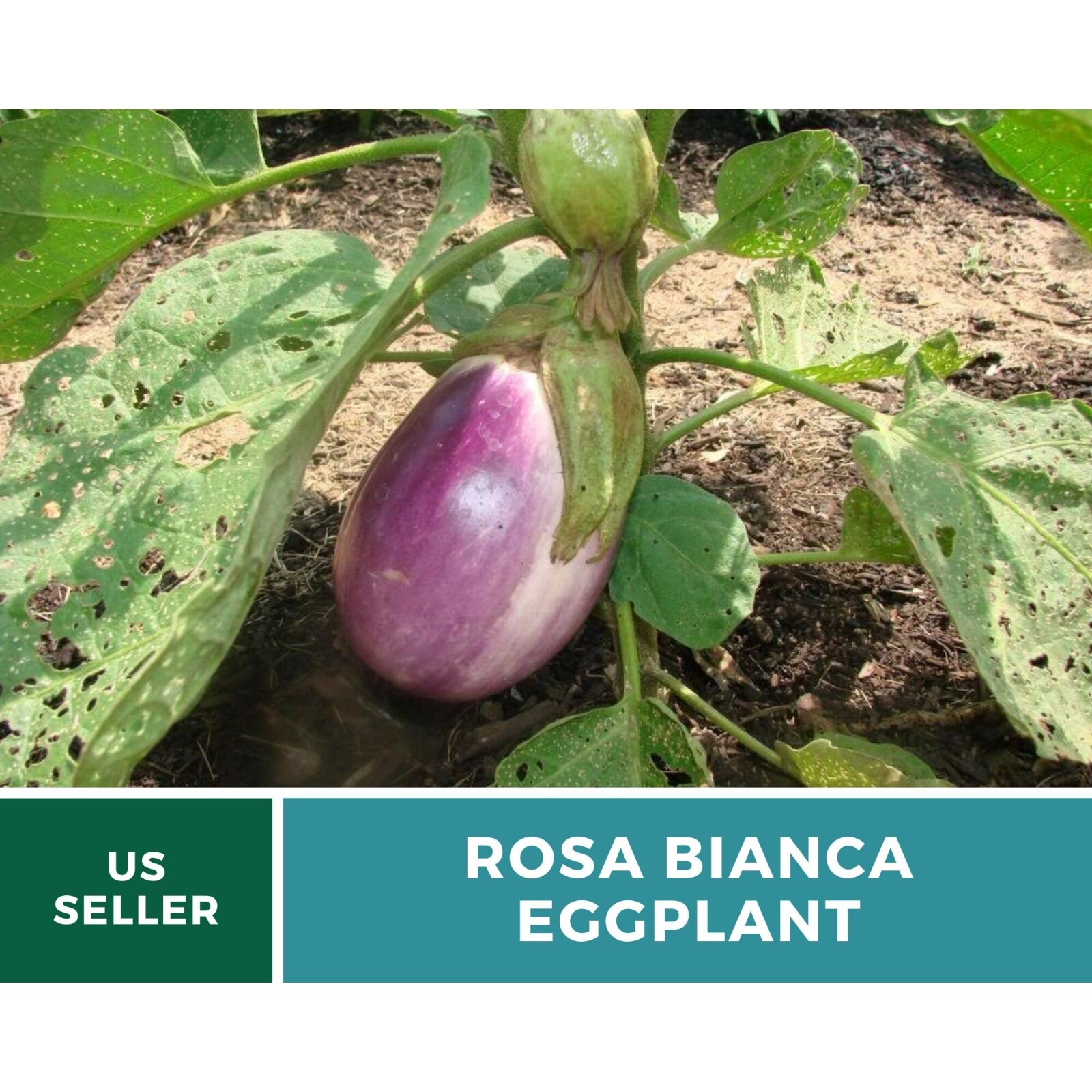 Eggplant, Rosa Bianca – 50 Seeds – Heirloom Seeds – Open Pollinated – Non-GMO (S