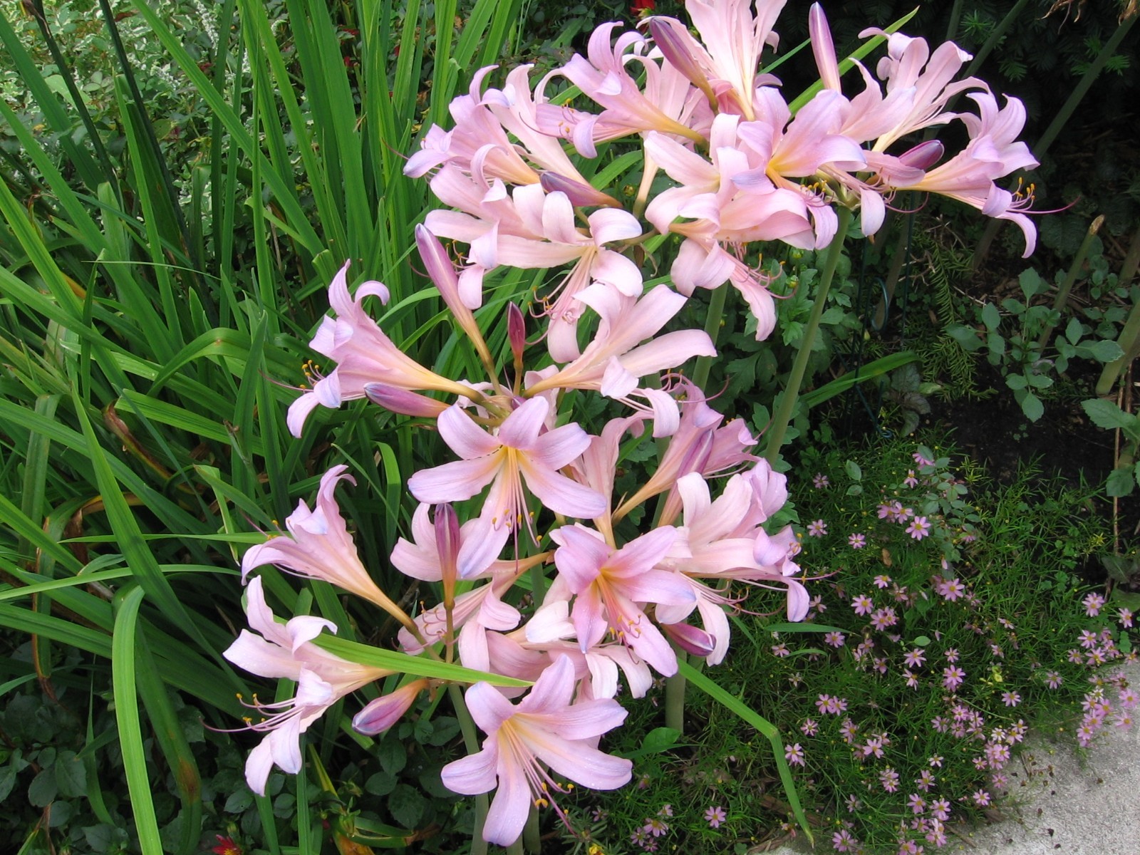 SURPRISE LILY / MAGIC LILY / RESURRECTION LILY / NAKED LADY 6 bulbs- Perennial