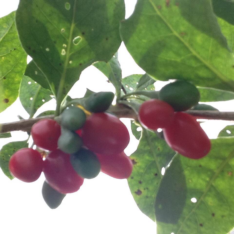 3 goji berry live plants with bare root and 13 live cuttings without root