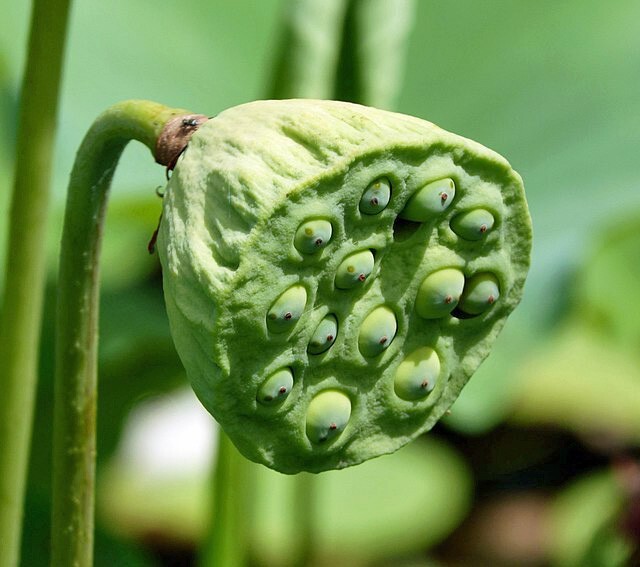 Nelumbo nucifera | White Lotus | 5 Seeds