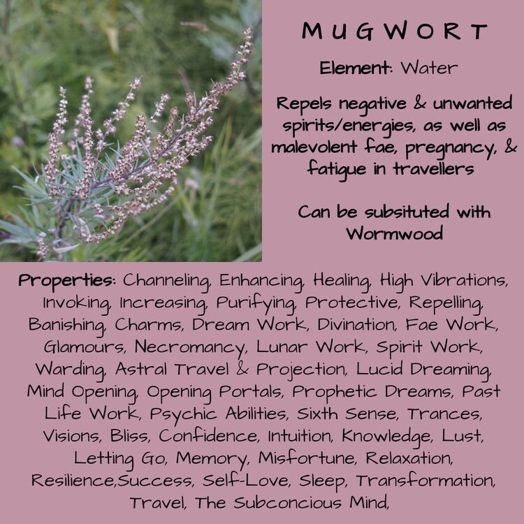 100+ MUGWORT Wormwood HERB SEEDS Magic Medicinal Culinary Heirloom Perennial Usa