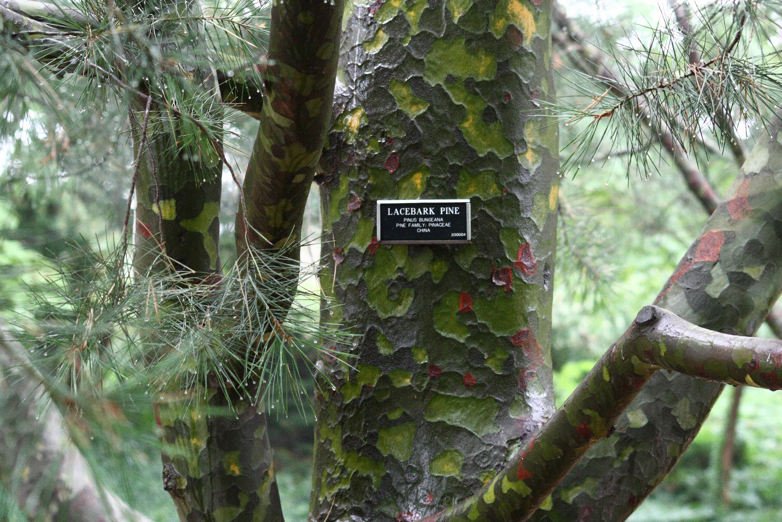 Lacebark Pine, Pinus bungeana, Tree Seeds (Showy Hardy Evergreen, Bonsai)