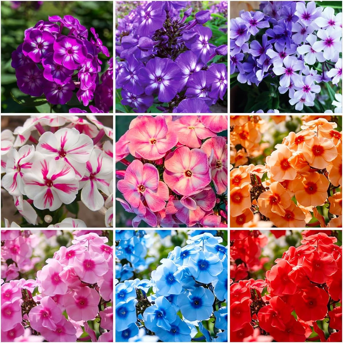 10007+ Creeping Mixed Phlox Seeds for Planting,Bright Perennial Creeping Phlox S