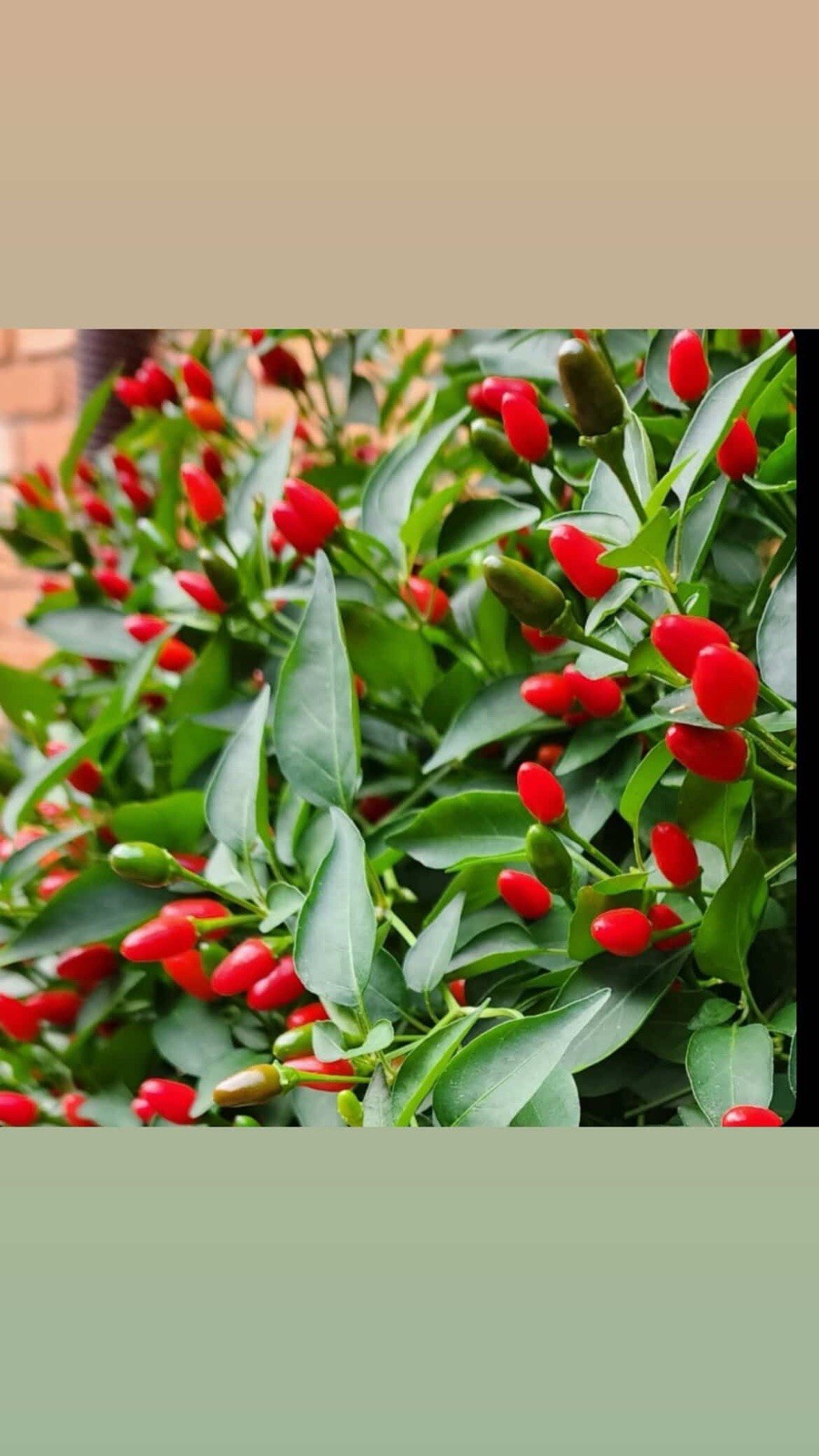 🔥 Wild Chile Pequin Seeds – 100+ Seeds | Rare Mountain Chili |