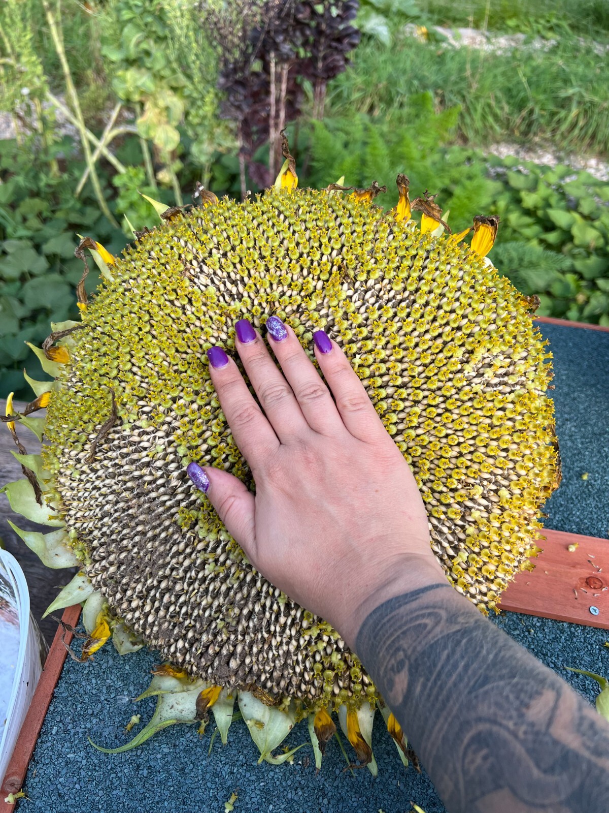 Mammoth Grey Stripe Sunflower Seeds – NON-GMO / Heirloom