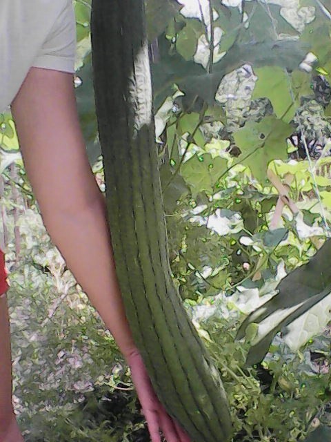 Long Vegetable Luffa Seeds High Yield (loofah sponge gourd, Luffa cylindrica)