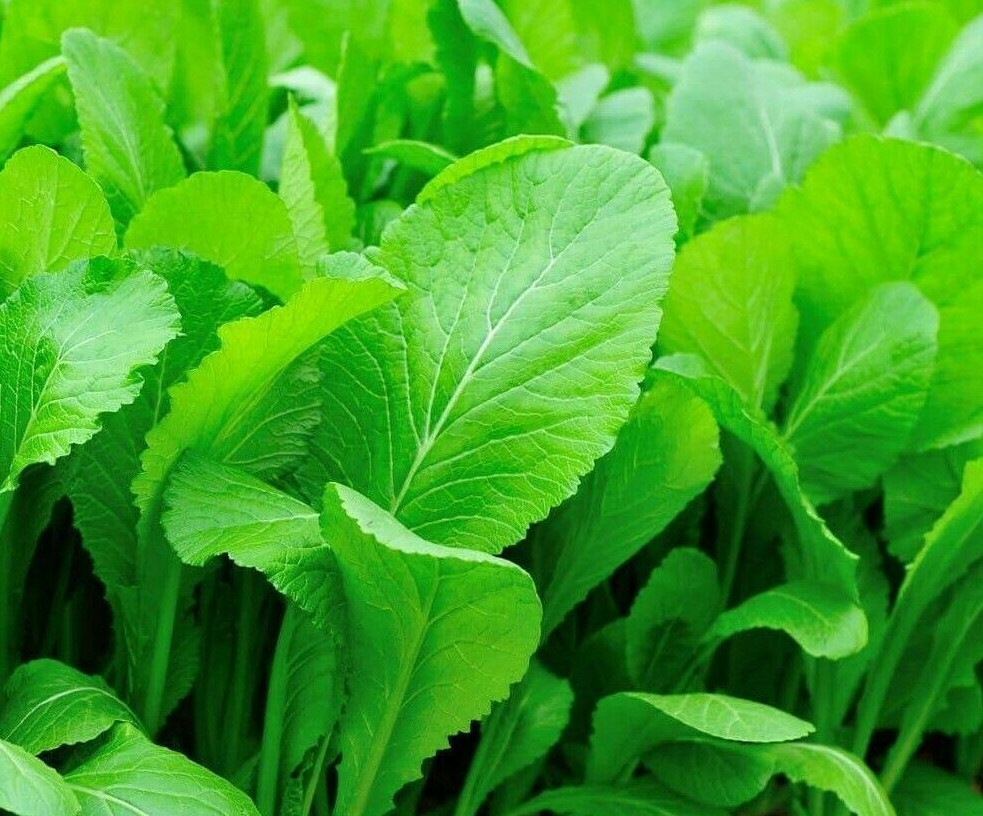 MUSTARD SEEDS 300+ TENDERGREEN healthy GARDEN greens LEAFY salads FREE SHIPPING
