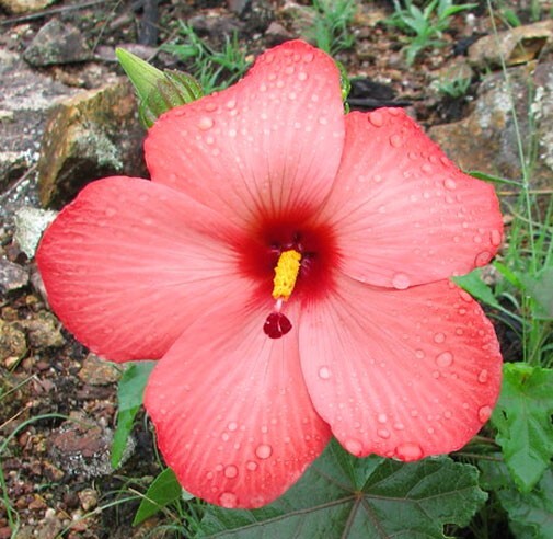Abelmoschus moschatus subsp. tuberosus | Creeping Pink Swamp Hibiscus | 20_Seeds