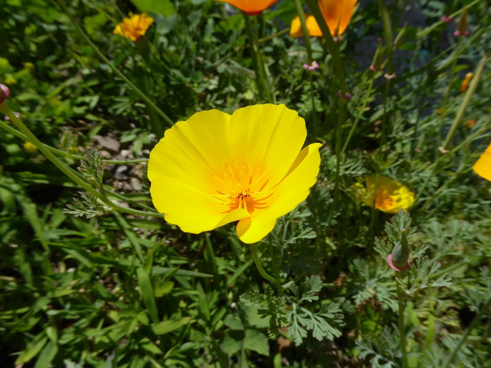 CALIFORNIA POPPY Seeds, Eschscholzia californica *Free Shipping!* 1000+ SEEDS