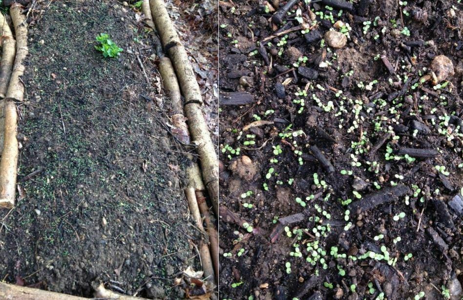 2 grams (approx. 2,000+ seeds) of Artemisia annua, Sweet annie