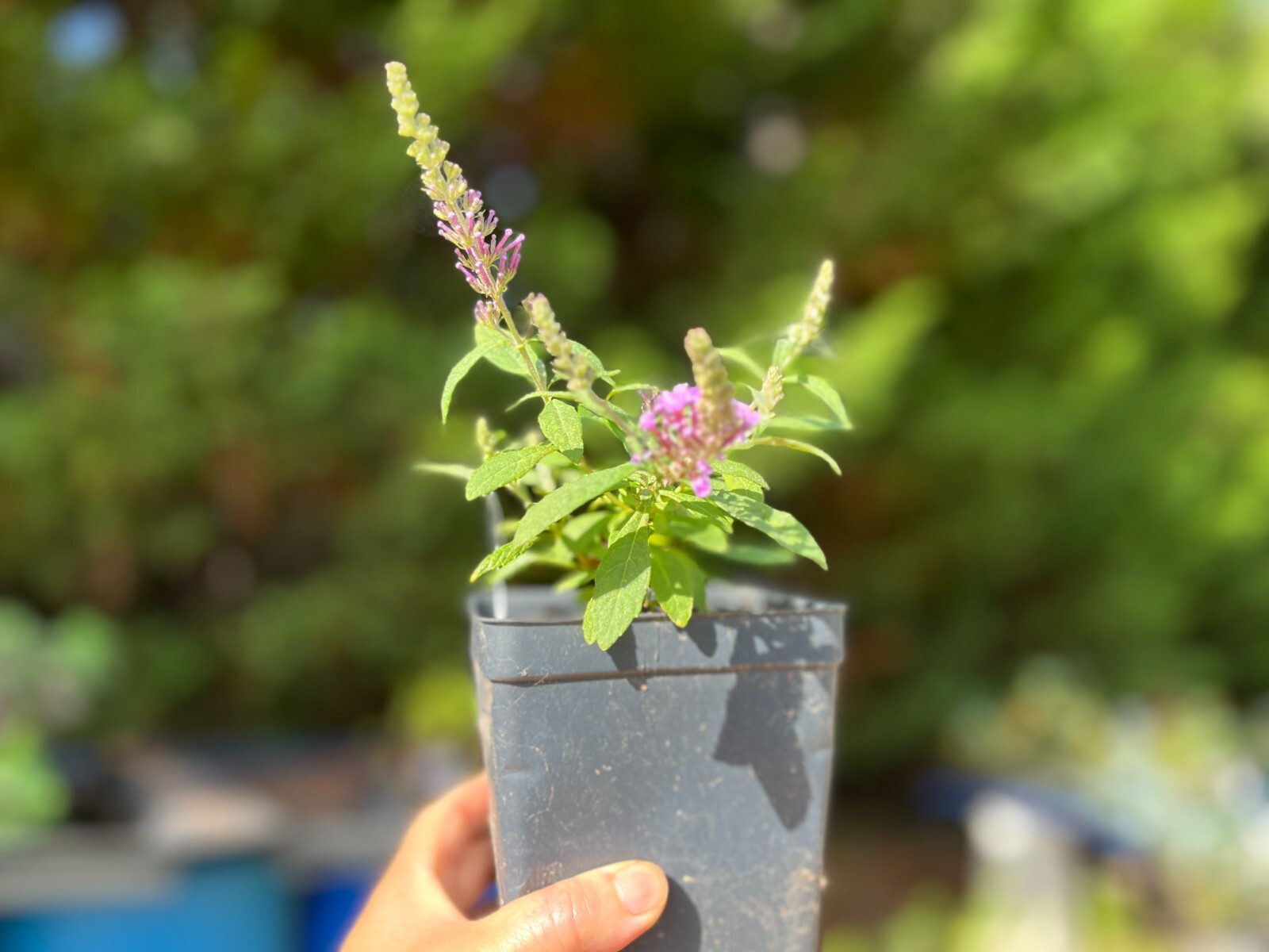 Butterfly Bush / Buzz Live Plant, Long-blooming & Easy to Grow 3-4″ Pot